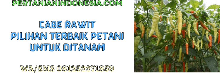 cabai rawit,cabai,tanaman,tanaman cabe,budidaya,pertanian indonesia
